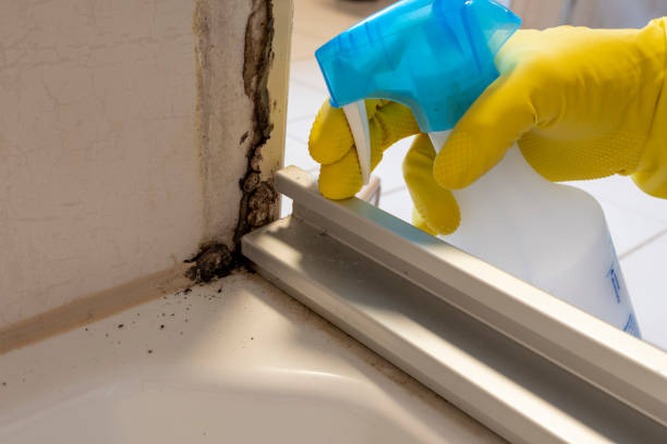 Best Residential Mold Removal  in USA